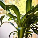 Апартаменты Loft Menorca & 5 Etoiles Au Coeur De