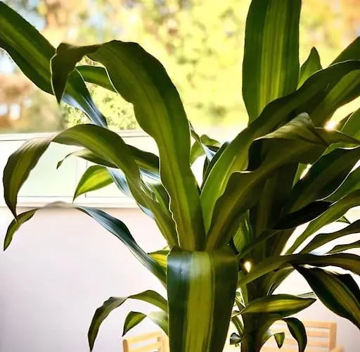 Апартаменты Loft Menorca & 5 Etoiles Au Coeur De